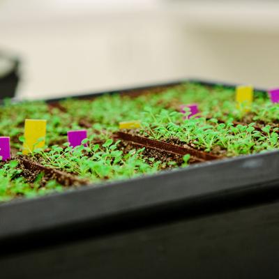 Tray with rows of bright green seedlings