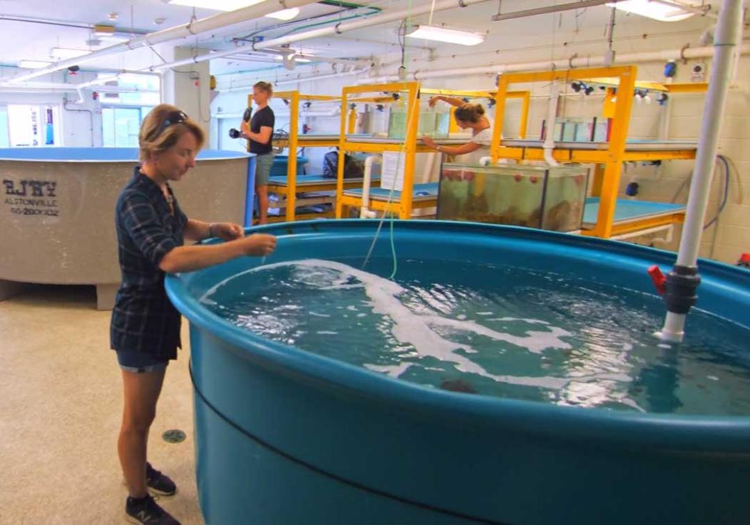 A student works in a giant tank of water in one of Moreton Bay Research Station's teaching spaces