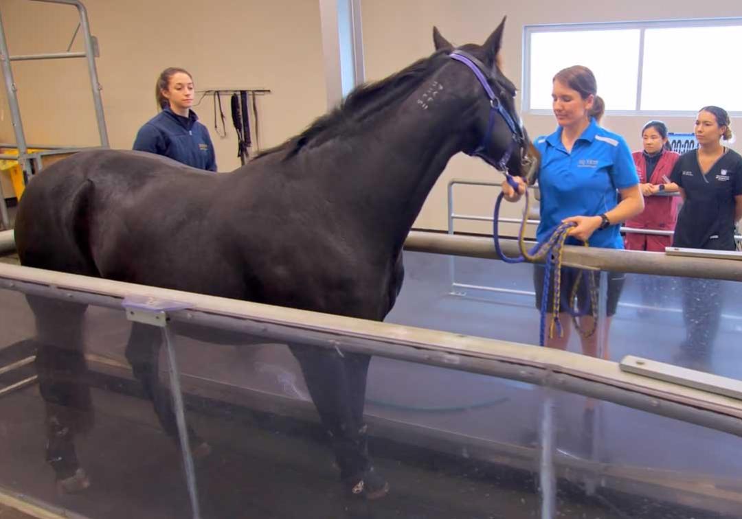 Students lead a horse onto some scales in the UQ equine hospital