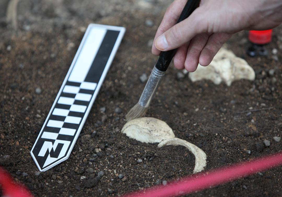 Closeup of hand holding brush, brushing away soil from ancient artefact buried in ground