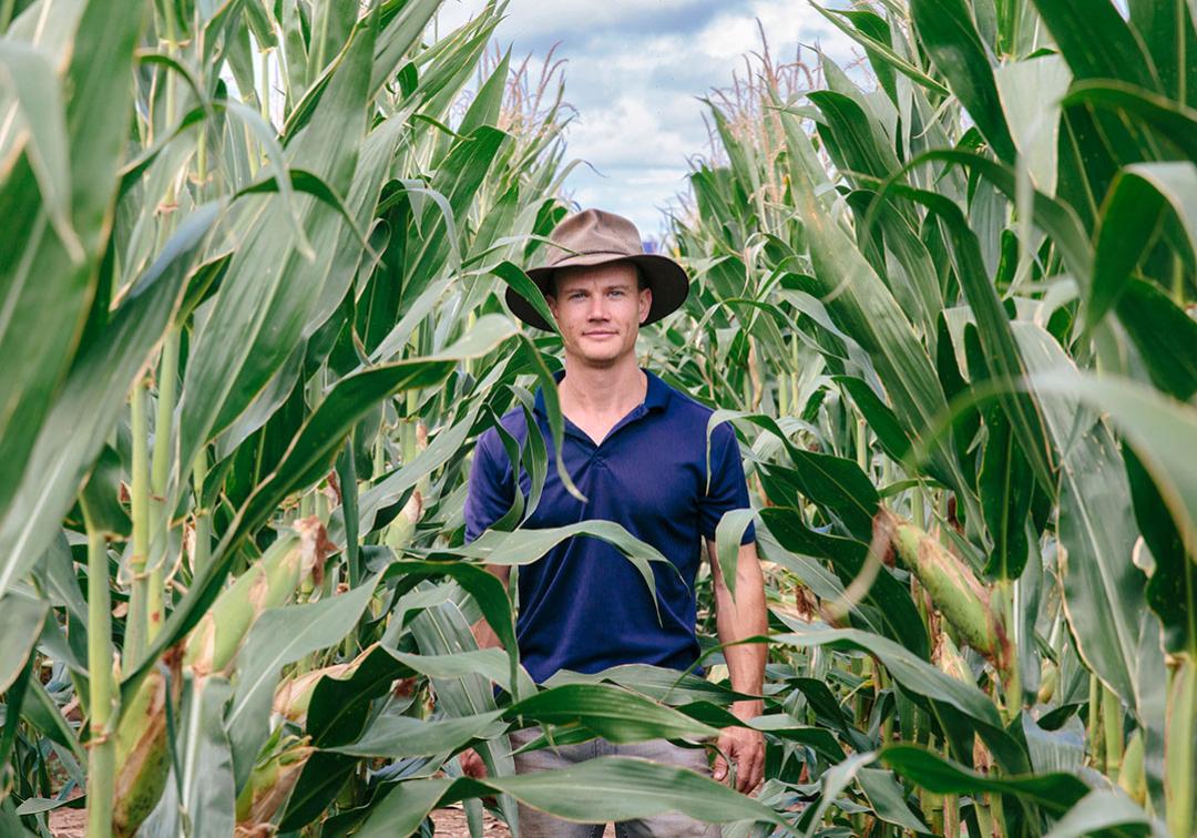 Man with hat stands amongst tall corn field rows. 