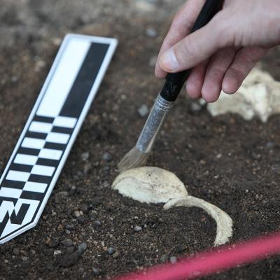 Closeup of hand holding brush, brushing away soil from ancient artefact buried in ground