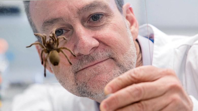 UQ researcher Glenn King looks through a glass plate at a spider
