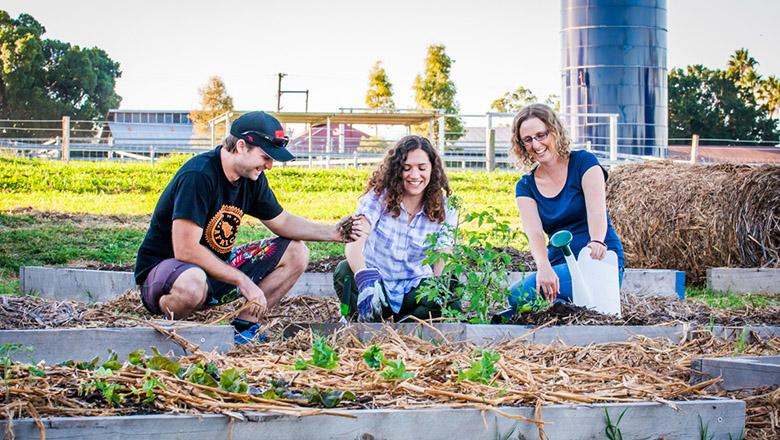 Three students tend to a garden at UQ Gatton rural campus