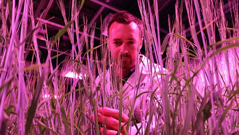 UQ Agricultural scientist analysing crops