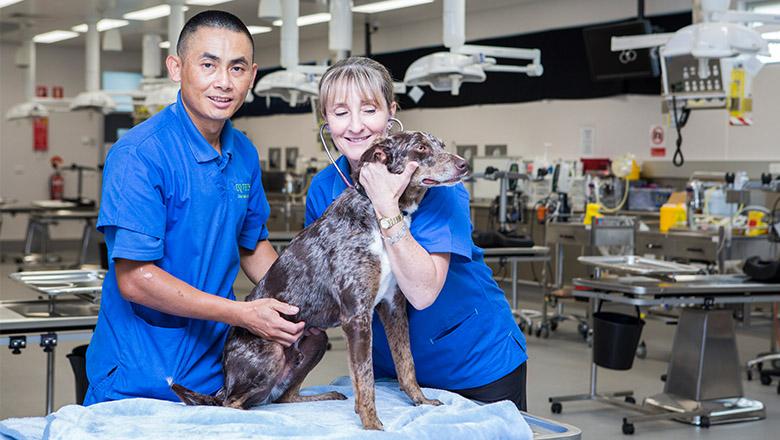 Two UQ vet tech students perform an examination on a dog