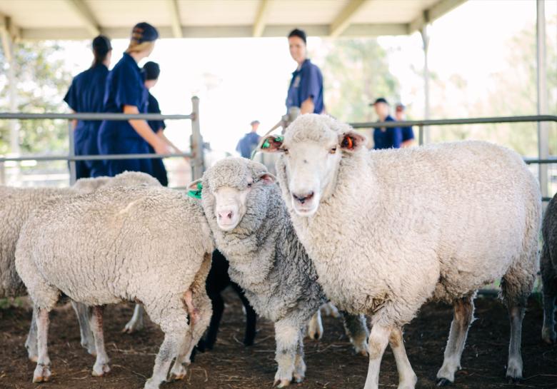 Students standing with livestock at Gatton campus