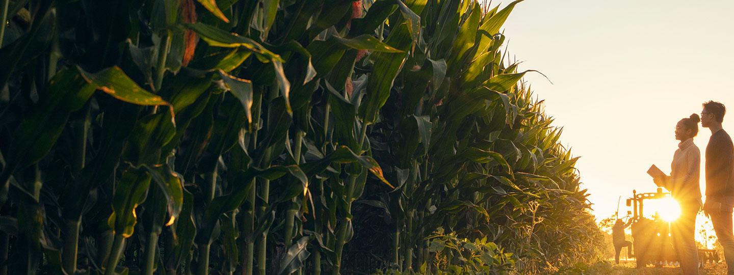 Corn fields at Gatton campus at sunset.