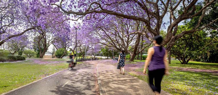 Students walking along a path covered by blooming jacaranda trees